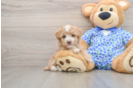 Hypoallergenic Maltepoo Poodle Mix Puppy