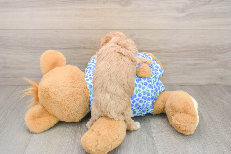 Energetic Maltepoo Poodle Mix Puppy