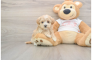 Maltipoo Pup Being Cute