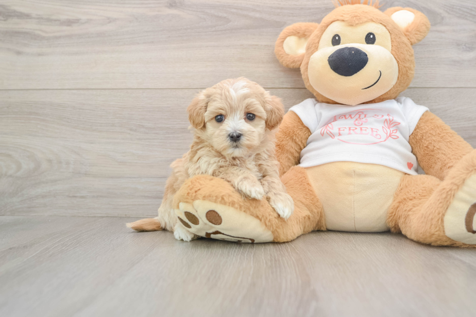 Maltipoo Pup Being Cute