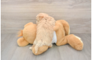 Popular Maltipoo Poodle Mix Pup