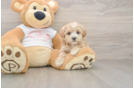 Adorable Maltese Poodle Poodle Mix Puppy