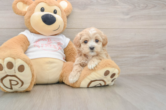 Adorable Maltese Poodle Poodle Mix Puppy