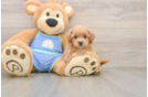 Maltipoo Puppy for Adoption