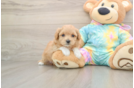 Maltipoo Puppy for Adoption