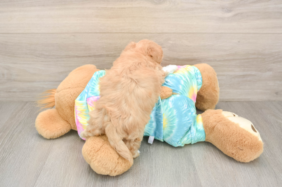 Happy Maltipoo Baby