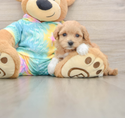 8 week old Maltipoo Puppy For Sale - Puppy Love PR