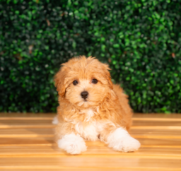 10 week old Maltipoo Puppy For Sale - Puppy Love PR