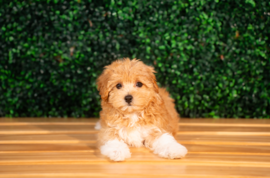 Maltipoo Puppy for Adoption
