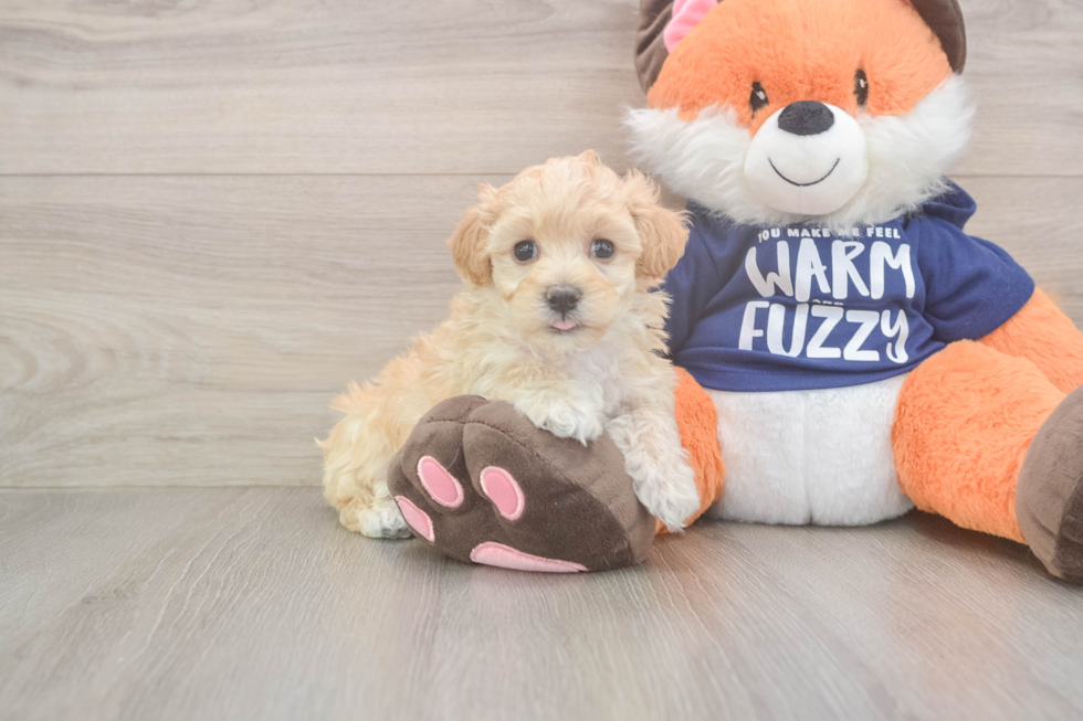 Meet Nalani - our Maltipoo Puppy Photo  2/3 - Puppy Love PR Maltipoo Pup Being Cute