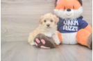 Meet Nalani - our Maltipoo Puppy Photo  2/3 - Puppy Love PR Maltipoo Pup Being Cute