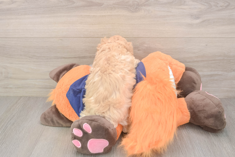 Meet Nalani - our Maltipoo Puppy Photo  3/3 - Puppy Love PR Adorable Moodle Poodle Mix Puppy