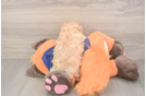 Meet Nalani - our Maltipoo Puppy Photo  3/3 - Puppy Love PR Adorable Moodle Poodle Mix Puppy