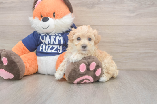 10 week old Maltipoo Puppy For Sale - Puppy Love PR Playful Maltepoo Poodle Mix Puppy