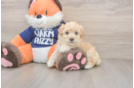 Meet Nalani - our Maltipoo Puppy Photo  1/3 - Puppy Love PR Playful Maltepoo Poodle Mix Puppy