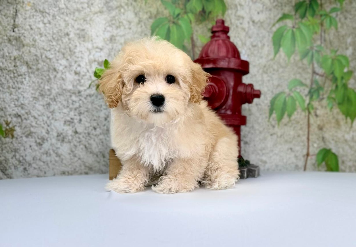 Best Maltipoo Baby