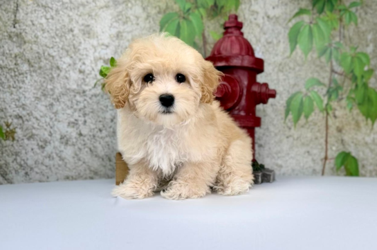 Best Maltipoo Baby