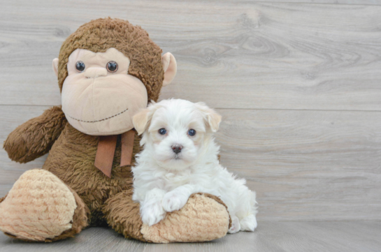 Little Maltepoo Poodle Mix Puppy