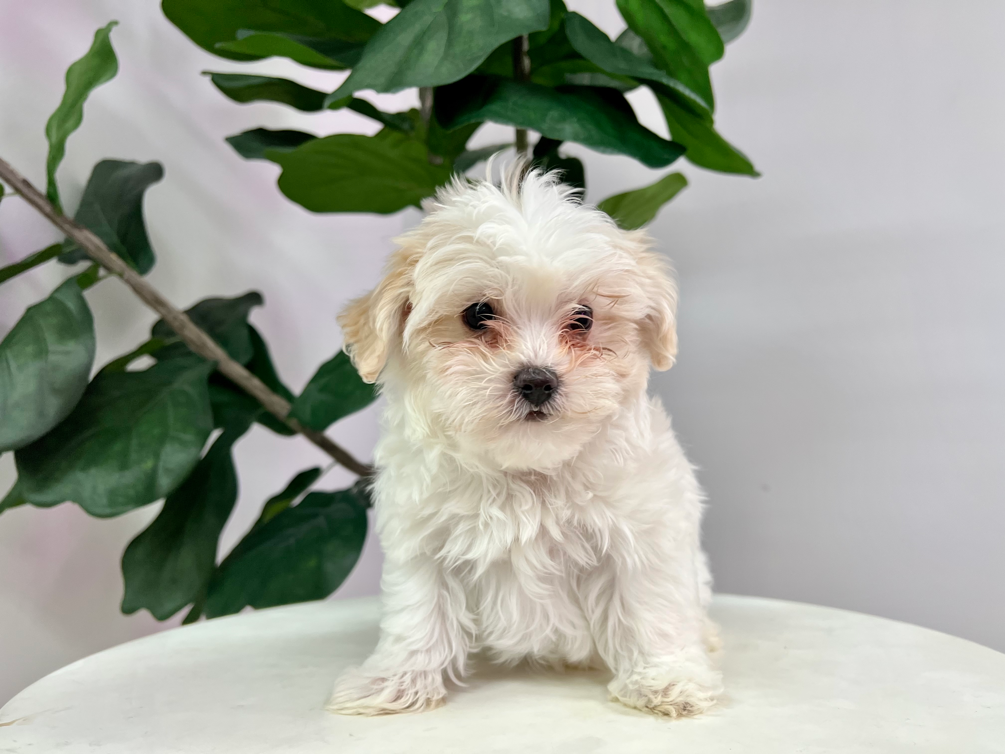 Cute Maltipoo Baby