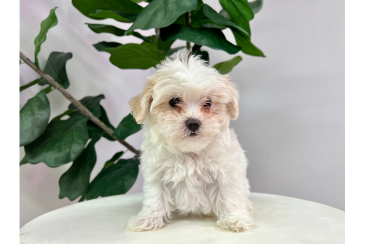 Cute Maltipoo Baby