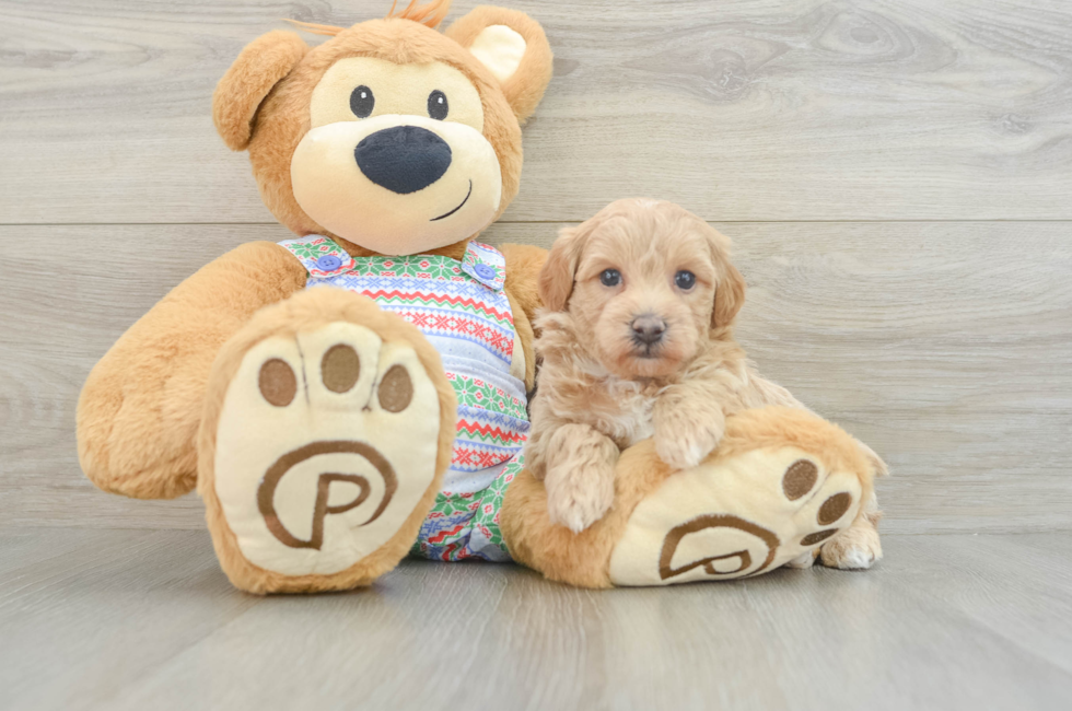 5 week old Maltipoo Puppy For Sale - Puppy Love PR