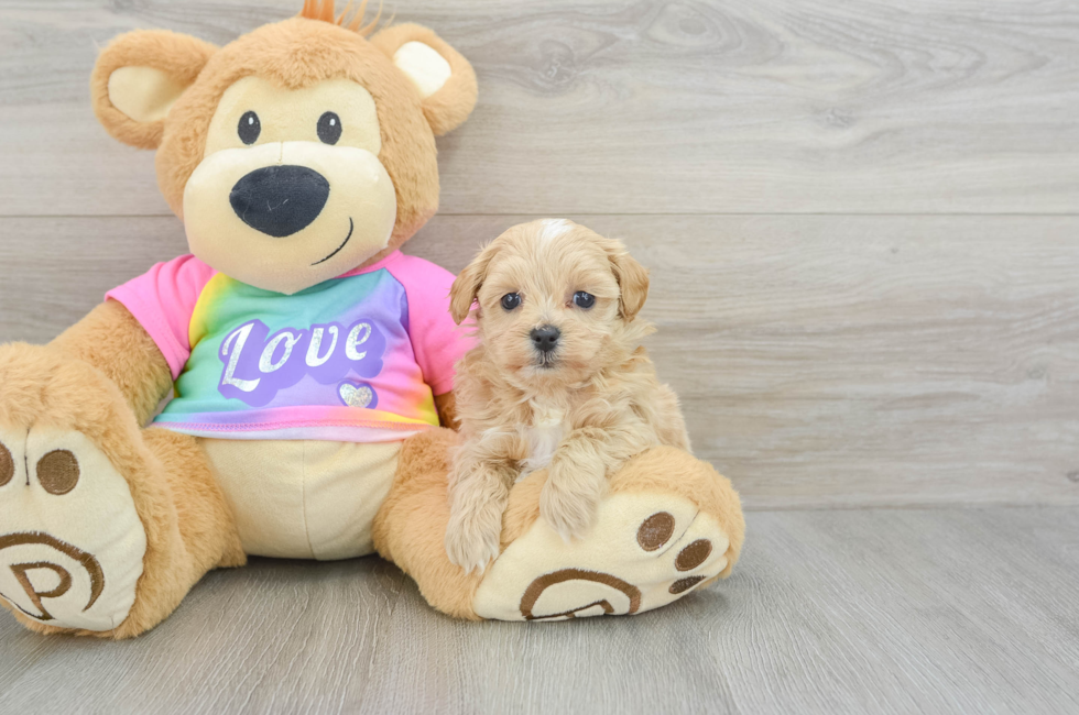 6 week old Maltipoo Puppy For Sale - Puppy Love PR