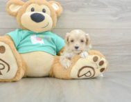 9 week old Maltipoo Puppy For Sale - Puppy Love PR