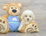 8 week old Maltipoo Puppy For Sale - Puppy Love PR