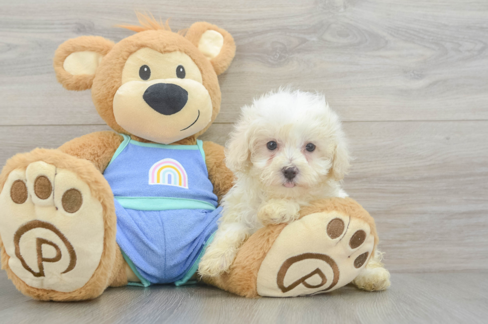 8 week old Maltipoo Puppy For Sale - Puppy Love PR