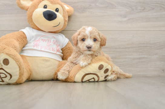 Maltipoo Pup Being Cute