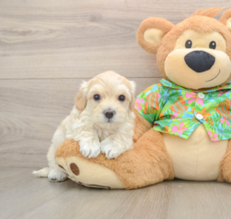 7 week old Maltipoo Puppy For Sale - Puppy Love PR