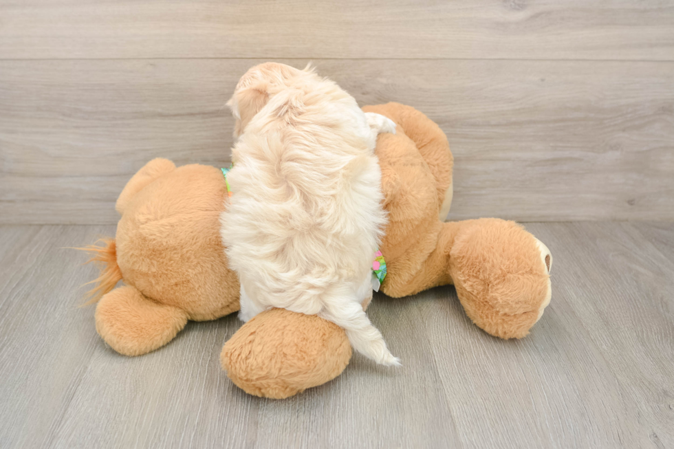 Maltipoo Pup Being Cute