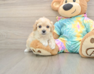 7 week old Maltipoo Puppy For Sale - Puppy Love PR