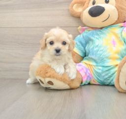 6 week old Maltipoo Puppy For Sale - Puppy Love PR
