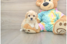 Maltipoo Puppy for Adoption