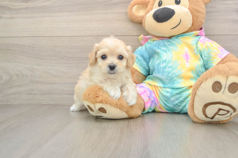 Maltipoo Puppy for Adoption
