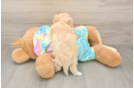 Best Maltipoo Baby