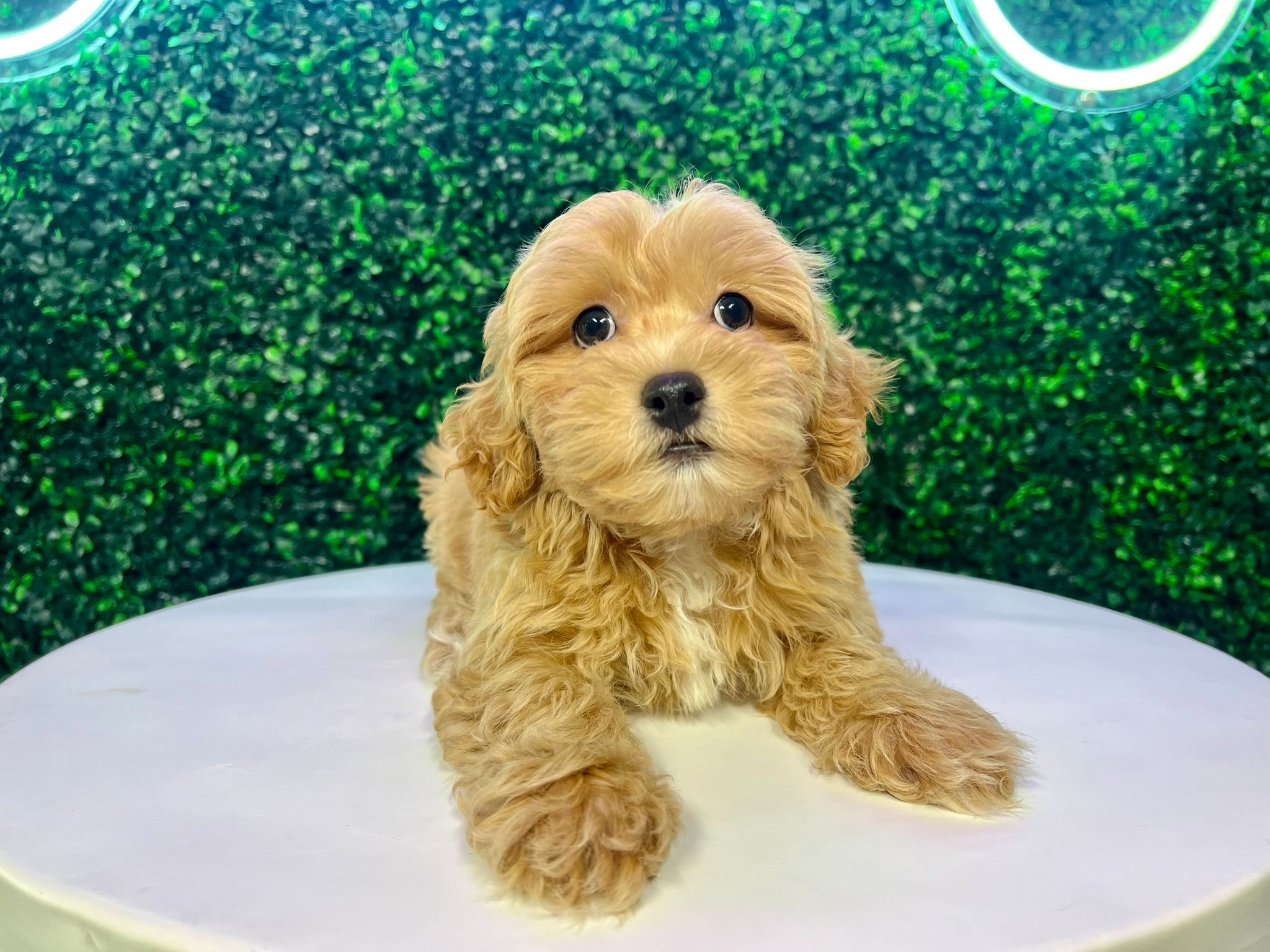 Cute Maltipoo Poodle Mix Pup