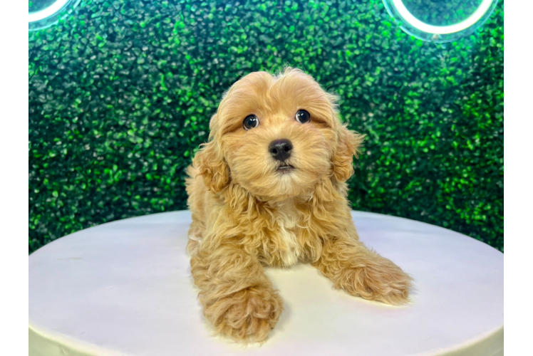 Cute Maltipoo Poodle Mix Pup