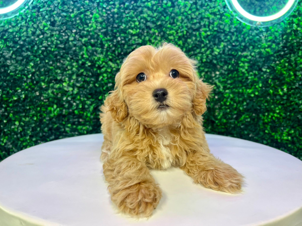 Cute Maltipoo Poodle Mix Pup