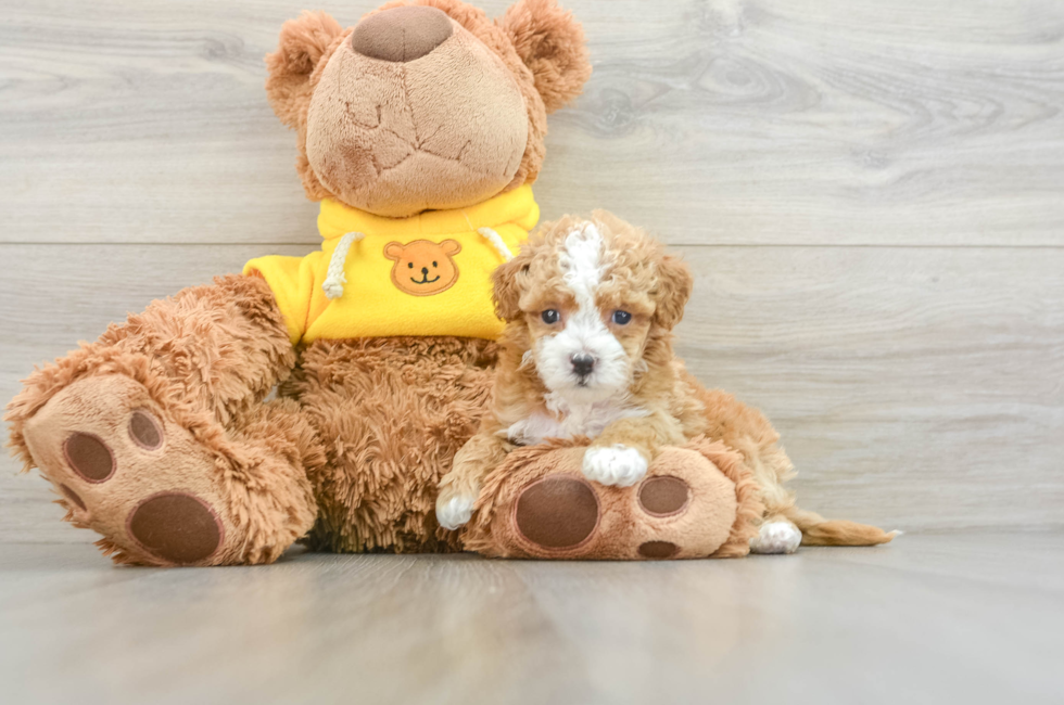 8 week old Maltipoo Puppy For Sale - Puppy Love PR