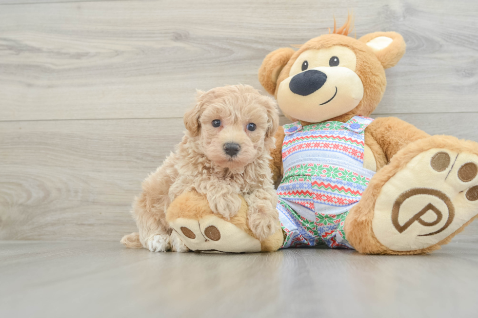 Adorable Malt a Poo Poodle Mix Puppy