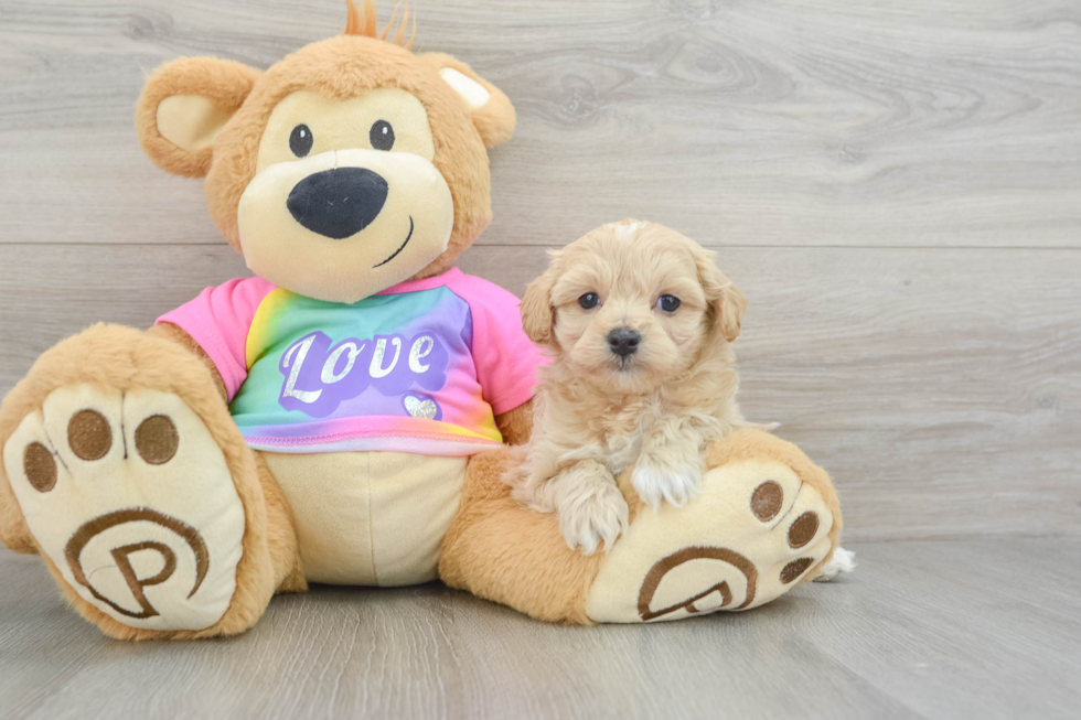 Energetic Maltepoo Poodle Mix Puppy