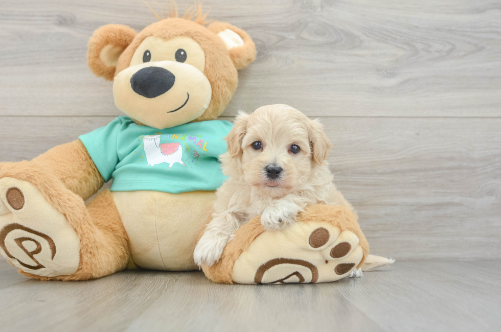 7 week old Maltipoo Puppy For Sale - Puppy Love PR