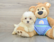 8 week old Maltipoo Puppy For Sale - Puppy Love PR