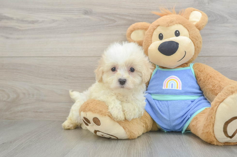 8 week old Maltipoo Puppy For Sale - Puppy Love PR