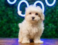 10 week old Maltipoo Puppy For Sale - Puppy Love PR