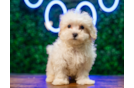 Maltipoo Pup Being Cute