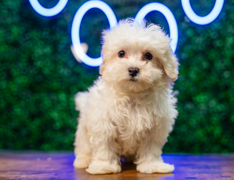 Maltipoo Pup Being Cute