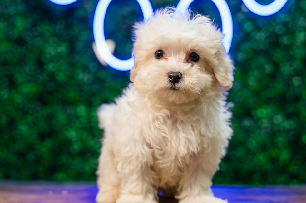 10 week old Maltipoo Puppy For Sale - Puppy Love PR